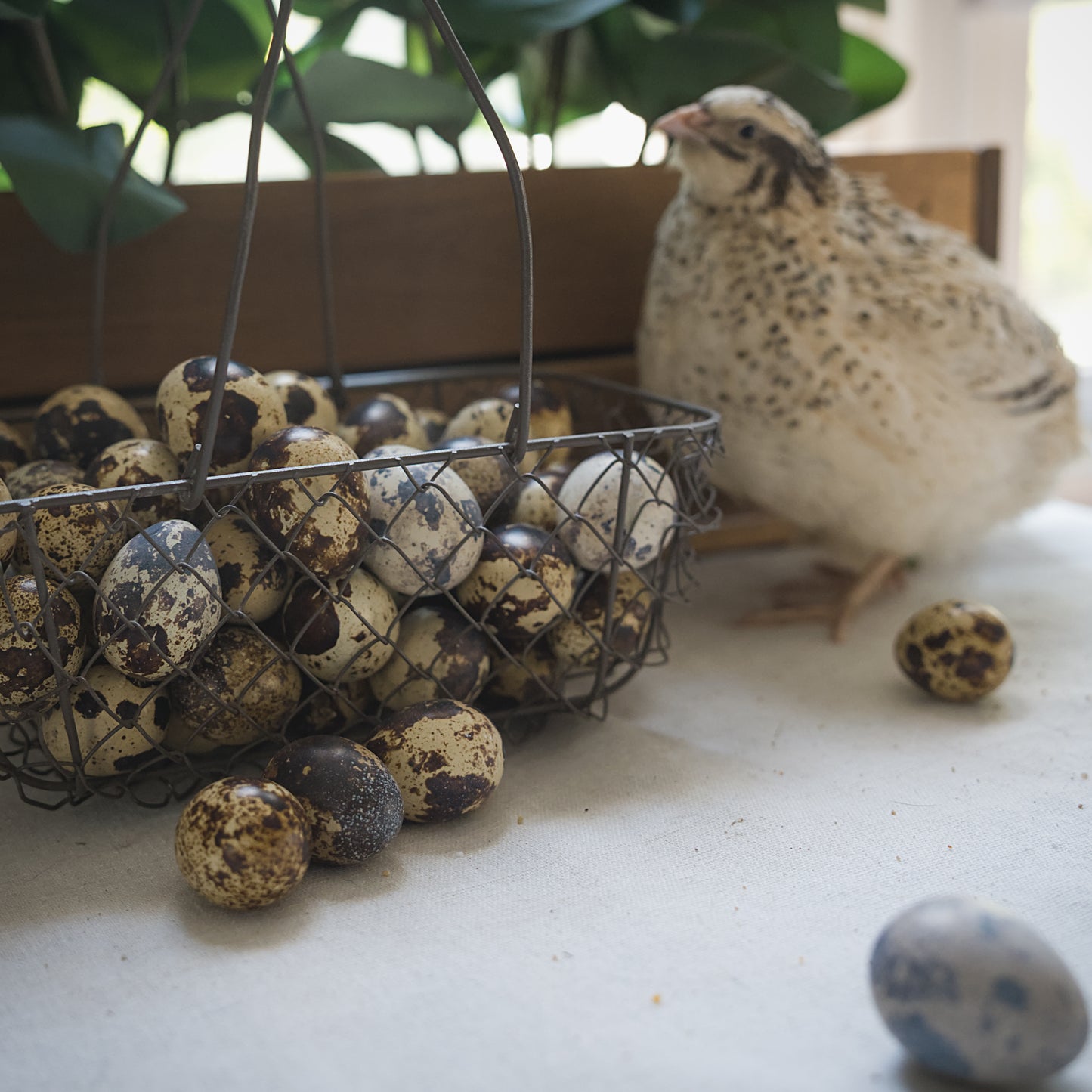 Fresh Quail Eggs