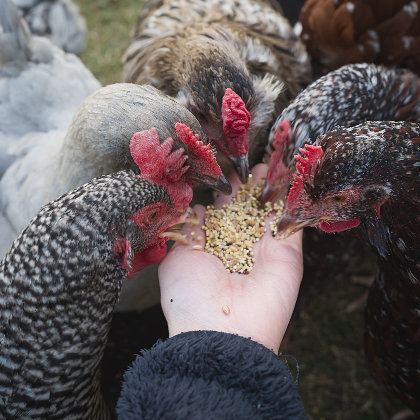 Whole Grain Poultry Scratch