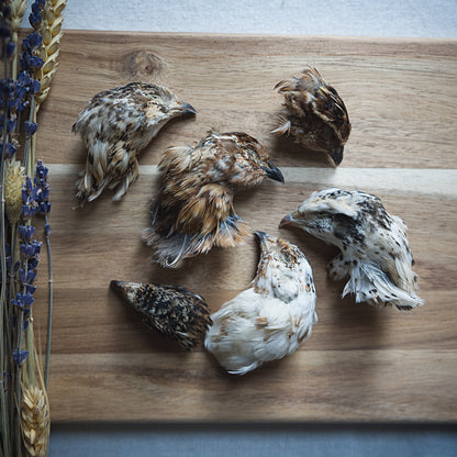 Dehydrated Quail Heads
