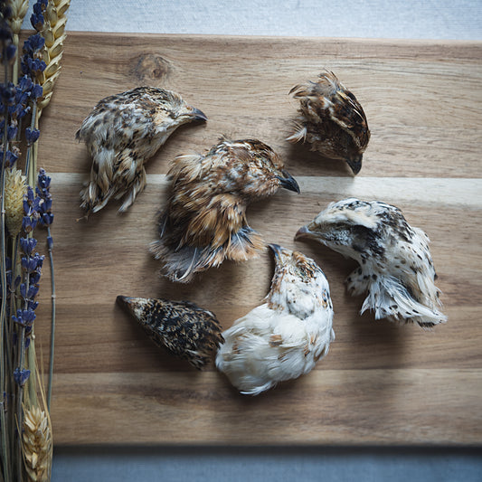 Dehydrated Quail Heads