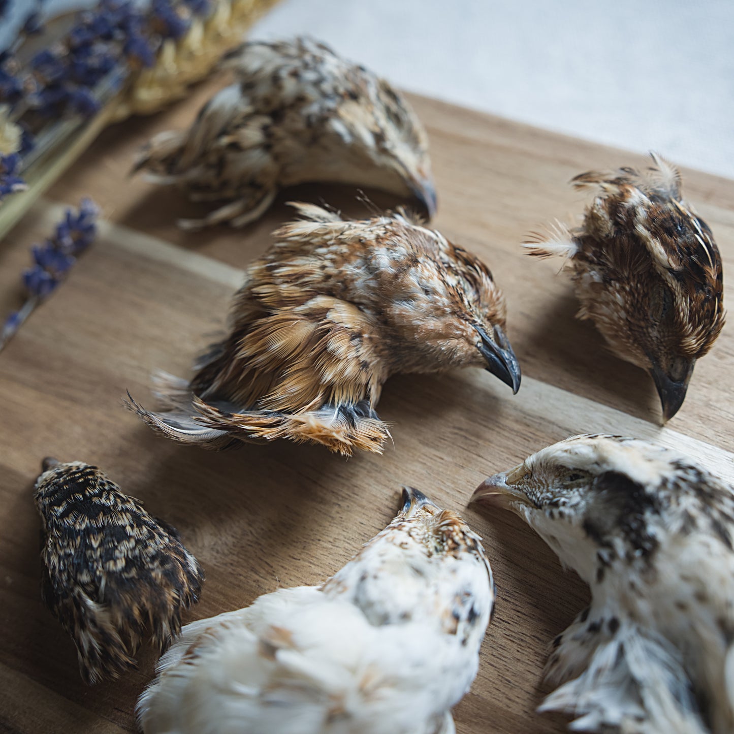 Dehydrated Quail Heads