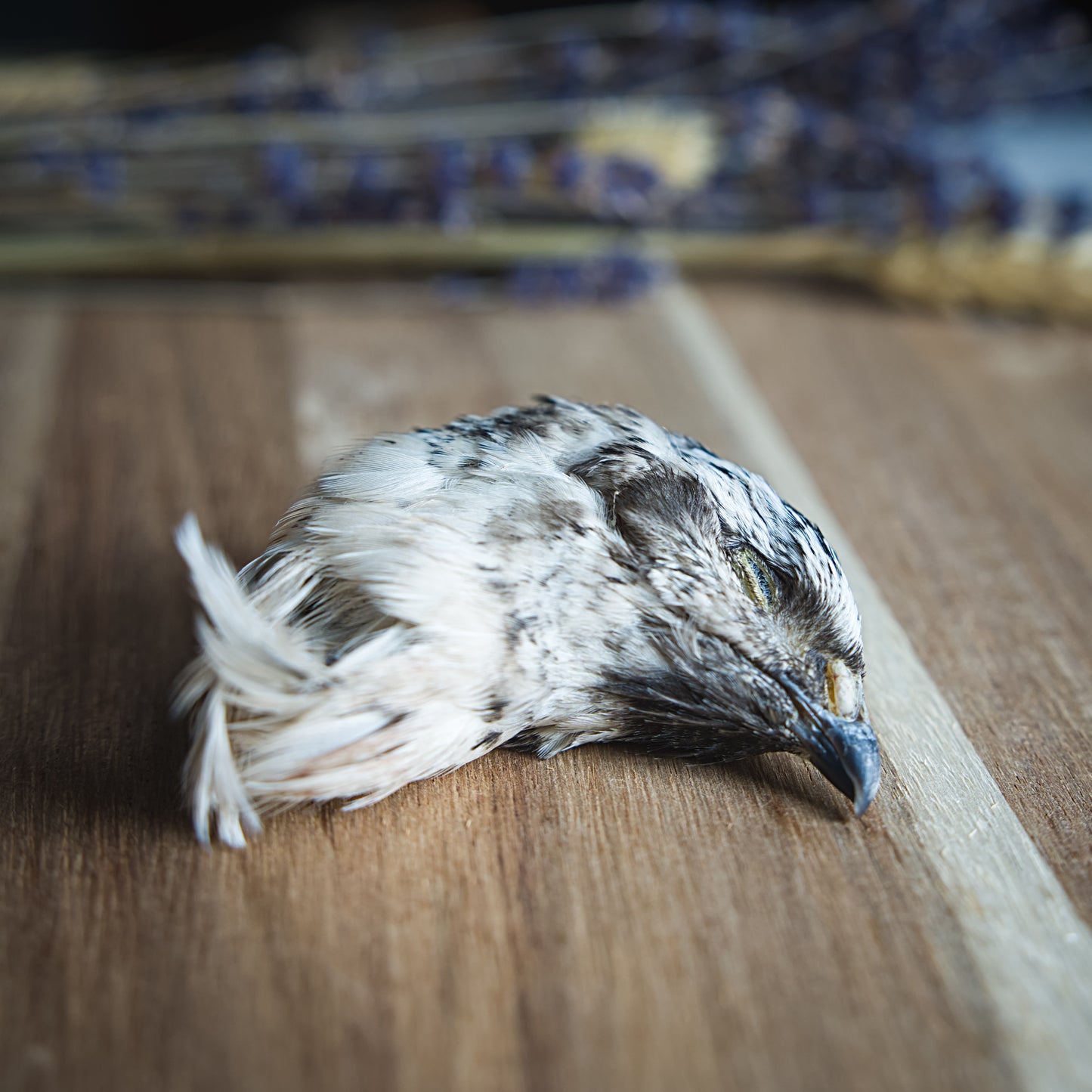 Dehydrated Quail Heads