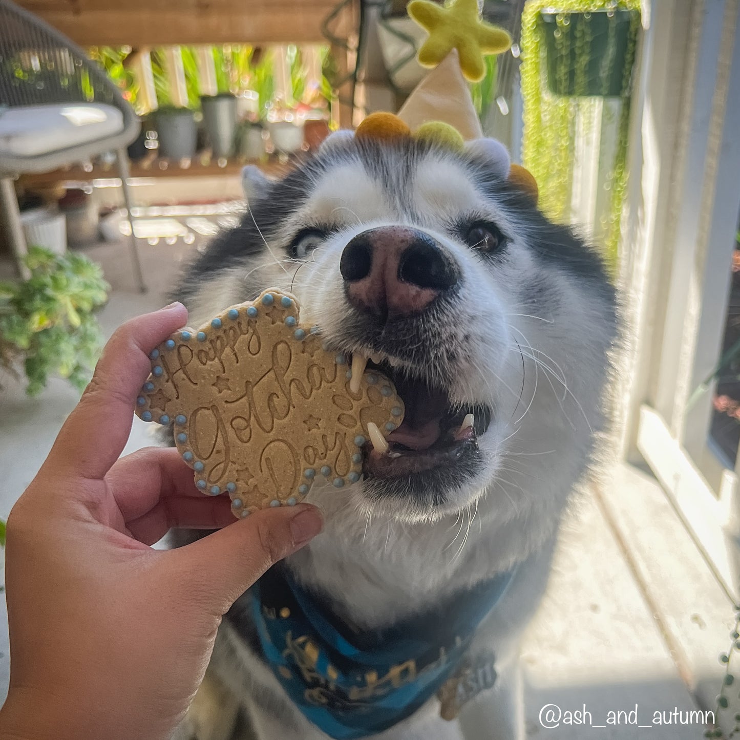 Birthday Treat Box