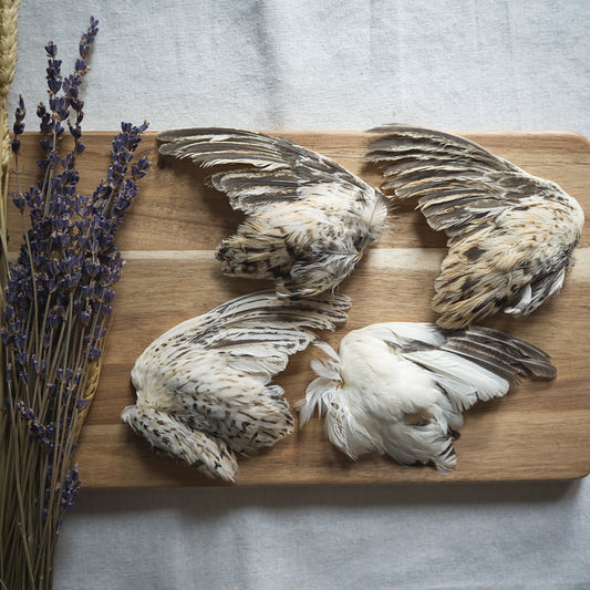 Dehydrated Quail Wings