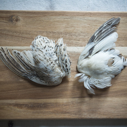 Dehydrated Quail Wings