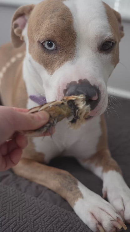 Quail Pelt Rolls (Test Batch)