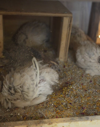 Relaxing Nesting and Dust Bath Herbs