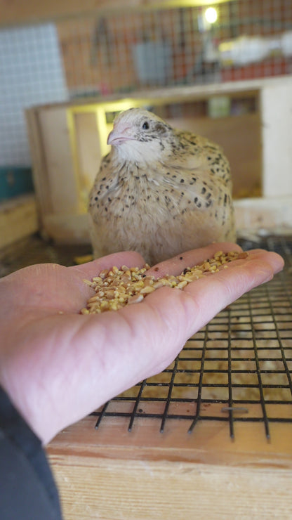 Whole Grain Poultry Scratch