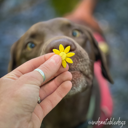 Daisy Treats