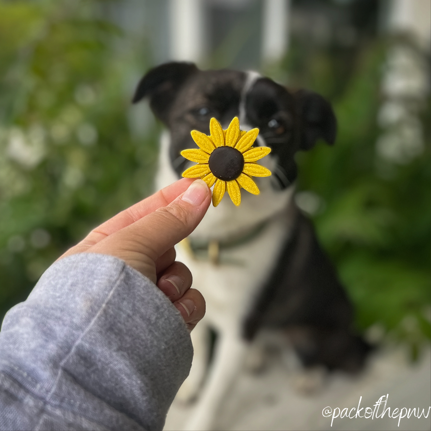 Sunflower Treats