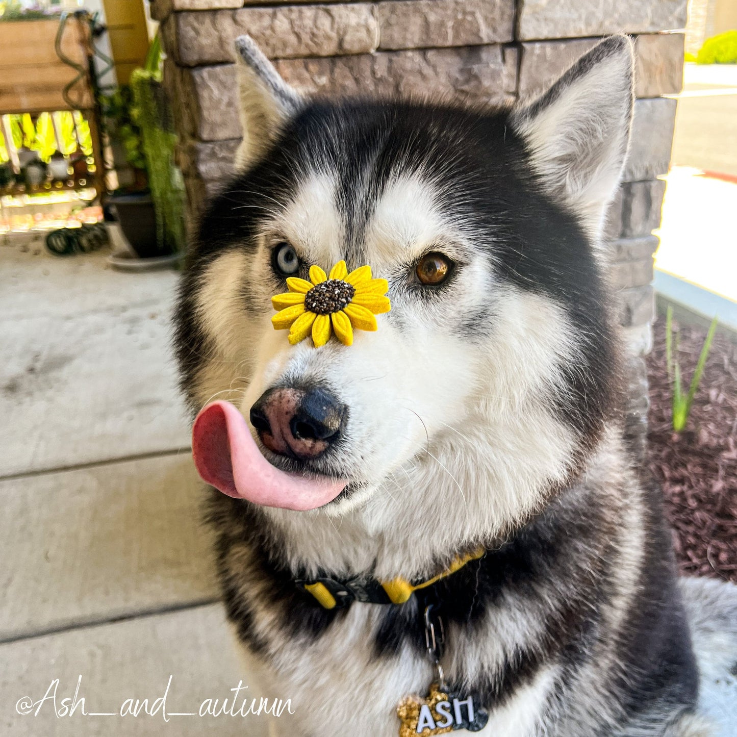 Sunflower Treats